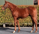 nightime_dubawi-colt-19-goffs-price-1.200.000 euros