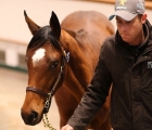 tdn-frankel-simple-verse-lot 1025-tattersalls