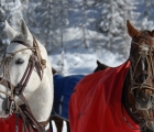 Due-polo-horse-di-cortina-2020-20-febbraio