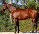 Stallion Goken officiel at Haras de Colleville FRA