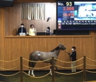 not-the-menifee-colt-but-the-photo-that-was-released-to-the-media-from-the-sale-an-old-fashioned-filly-who-did-not-meet-the-reserve-pic-ktba-31-03-2021