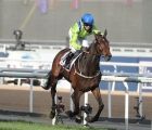 subjectivist-romps-to-gold-cup-glory UAE 27-03-2021