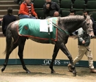 goffs-stakes-winner-shelir-from-the-aga-khan-studs-tops-autumn-horses-in-training-sale