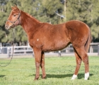lot-1001-whippy-van-x-all-too-hard-filly-aus-24-luglio-vinery-stud