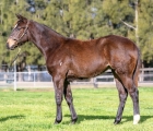 lot-1064-confident-x-more-than-ready-filly-aus-24-luglio-vinery-stud
