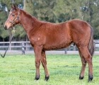 lot-815-helena-helsinki-x-all-too-hard-colt-aus-24-luglio-vinery-stud