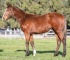 lot-925-rupavari-x-hellbent-colt-aus-24-luglio-vinery-stud