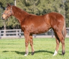 lot-994-warm-charge-x-headwater-filly-aus-24-luglio-vinery-stud