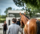 the-goffs-land-rover-sale-will-be-held-on-wednesday-12th-and-thursday-13th-august-2020