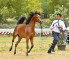 arabian-horses-cup