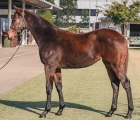 exceedance-x-diamond-meteor-filly-105-000-usd-inglis-australian-wealing-sale