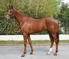 lot-29-cosmic-invasion-filly-2020-da-cotai-glory-e-zelie-arqana-17-05-2022