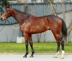 lot-8-zarak-the-brave-colt-2019-da-zarak-e-tempo-royale-arqana-17-05-2022