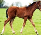 calyx-filly-foal-ire-13-05-2021