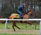 saffron-beach in training