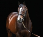 tale-of-the-cat-coolmore-stallion