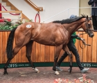 the-joint-sale-topping-colt-by-twilight-son-goffs-lot-118-uk-22-04-2021