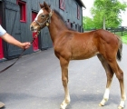 When Hot Rod Charlie ventures to Churchill Downs for the Kentucky Derby (G1), he won’t be too far from his historic birthplace, USA 22 04 2021