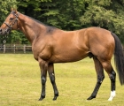 Freshman Sire Bobby’s Kitten Off The Mark at Lingfield, 07 06 2020 UK