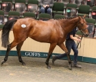 Top Price Of €230,000 On Vibrant Opening Day At Goffs Land Rover, Shantou gelding ex Screaming Witness, 10 06 2021