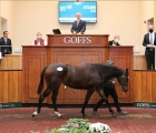 A daughter of Night Of Thunder  topped the second and final day of Goffs Sportsman’s Sale, 25 09 2020 Doncaster, UK