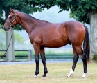 galileo-son-of-prudenzia-lights-up-deauville-arqana-fra-10-09-2020