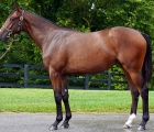 Hip 319, 2020 Keeneland September Yearling Sale