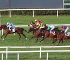 Mera di Breme mette in riga i rivali nella prima eliminatoria del Cavallo di Leonardo Mile , Milano 13 09 2020