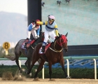 koreas-top-mare-returns-to-action-on-sunday-18-08-2019-as-silver-wolf-faces-fifteen-pretenders-in-the-knn-cup
