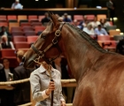 Lot148, Sale-topping Dubawi filly out of Prudenzia, Arqanà