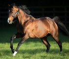 fast-company-darley-stud-dies-been-15-years-old-05-03-2020