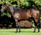 calyx-stallone-del-coolmore