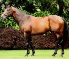 fastnet-rock-stallone-del-coolmore