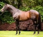 footstepsinthesand-coolmore-stallion