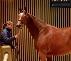 frankel-light-sold-for 1,3 million-zuzanna-lupa-arqana-08-12-2019