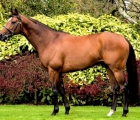highland-reel-coolmore-stallion