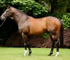 holy-roman-emperor-coolmore-stallion