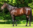 no-nay-never-coolmore-stallion