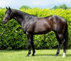 sioux-nation-coolmore-stallion