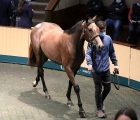 lot-475-dark-angel-ex-ghazawaat-sold-for-140-000-euros