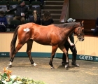 lot-577-siyouni-colt-ex-miss-aiglonne-sold-for-105-000-euros