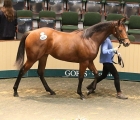 lot-630-bungle-inthejungle-filly-ex-princess-janie-sold-by-rathasker-stud-to-rodrigo-goncalves-aguiar