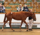 sea-the-stars-filly-on-top-lot-411-fasig-tipton-usa-07-10-2021