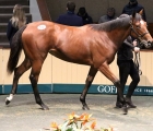 Strong Opening Day At Orby Headed By €1.5m Galileo Filly