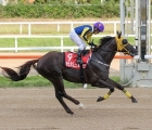 Touch Star Man won last year's KRA Cup Mile, 08 10 2021