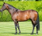 kingman_bronwenhealy-juddmonte
