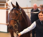lot-148-a-colt-by-dubawi-ire-topped-the-tattersalls-october-yearling-sale-book-1-at-3-6-million-gns