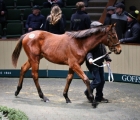 soldier-of-fortune-colt-foal-tops-day-1-of-goffs-december-national-hunt-sale-12-12-2019