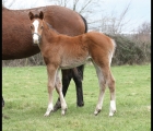 Filly da Ivawood e Musical Peace (Coolmore)