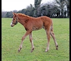 Filly da Ivawood e Rainbow Song (Coolmore)